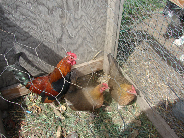 Chickens 056reduced.jpg