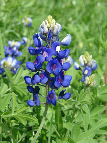 Bluebonnet-8100-edit.gif