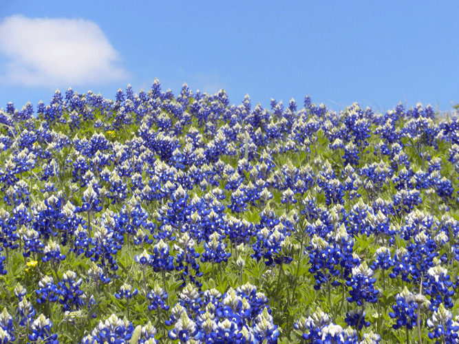 Bluebonnets2-edit.gif