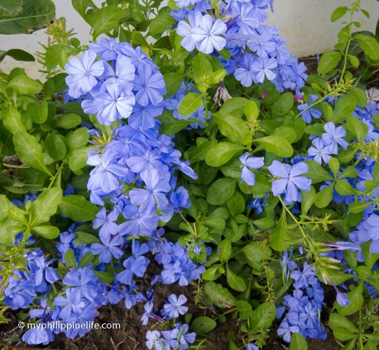 mystery_flower_blue-541x500.jpg