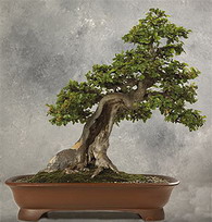 Ulmus_parvifolia_bonsai.jpg