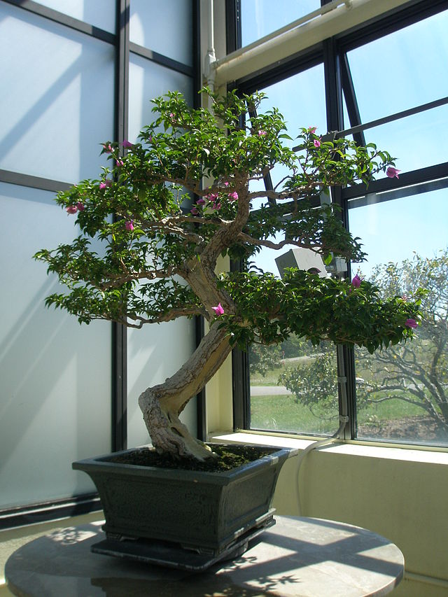 Bougainvillea_Bonsai.jpg