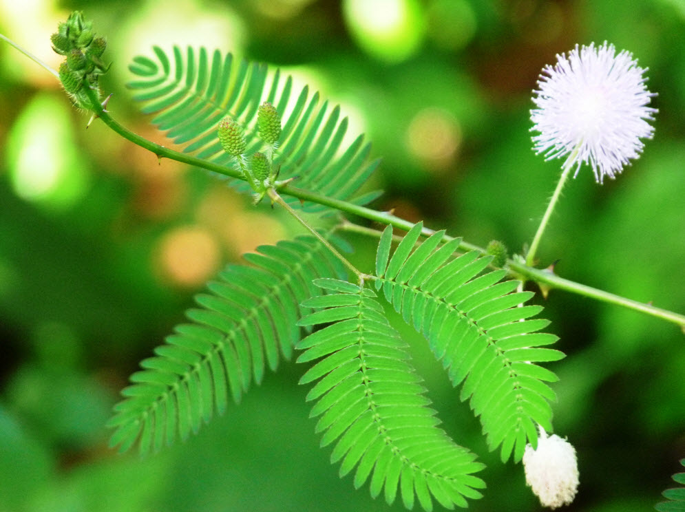 Mimosa-pudica.jpg